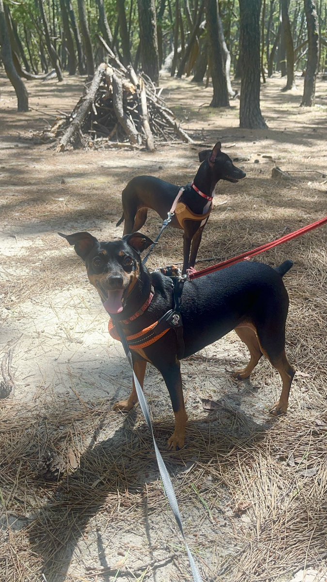 Minipin_Windy's tweet photo. 夏のお散歩は、
時間と場所選びが大事🌿🐕🐕

木陰いっぱいの
涼しい場所を探してお散歩☀️
歩くと少し暑いけど、
ふたりともこの笑顔☺️

楽しそうに歩いてくれると
こっちまで嬉しくなる🐾🌿

 #ミニピン 
 #イタグレ 
 #散歩 
 #ニコニコ笑顔 https://t.co/bBoS9UvtUi