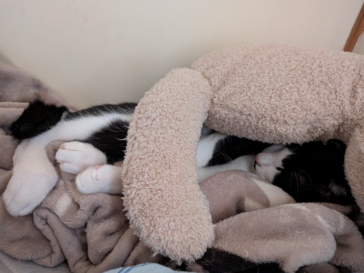 finoGames's tweet photo. 自ら間に挟まりにいく猫ちゃんとお昼寝してました。
明日で夏季休暇終わるとか、嘘ですよね？ https://t.co/wNo3gV5hcf