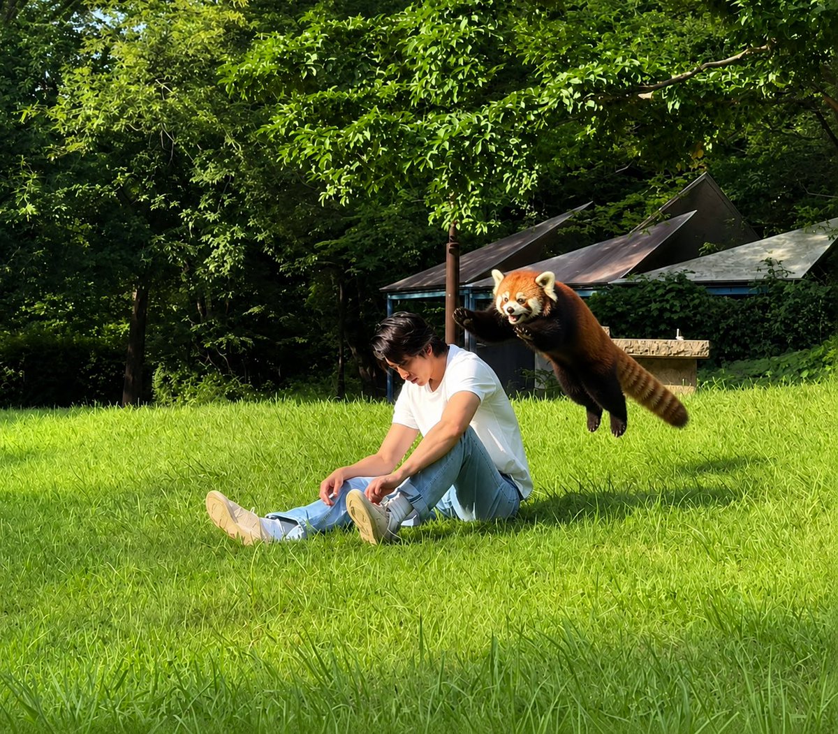 kankanxR's tweet photo. レッサー七変化！！

靴紐で遊ぶ旦那さん…寂しそうだから私は後ろから忍び寄って飛びつこうとしてる感じに。どう？嬉しいでしょ(｡･ω´･｡)ﾄﾞﾔｯ。多分これしたら旦那さんに"危ないよ！！"って言われるんだろうなとニヤニヤ。 https://t.co/X6DqpWRhkP