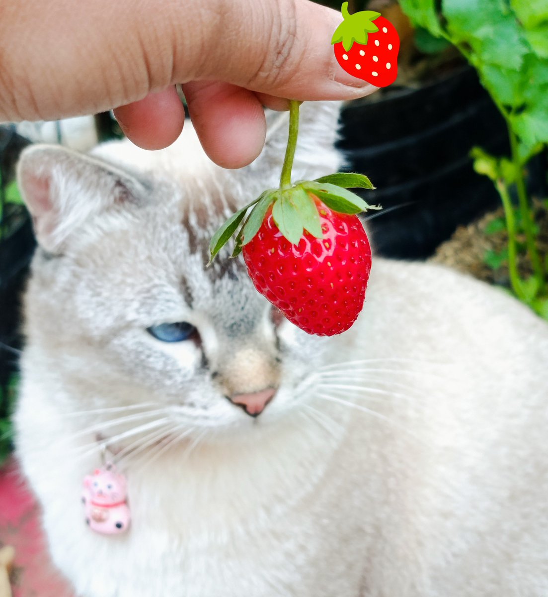 rince_life's tweet photo. Akhirnya dipanen lebih cepet karena tadi di toel toel ama Cino🥲🍓🍓🍓🍓🍓 🍓🍓 https://t.co/Gu4xwtf6Ro