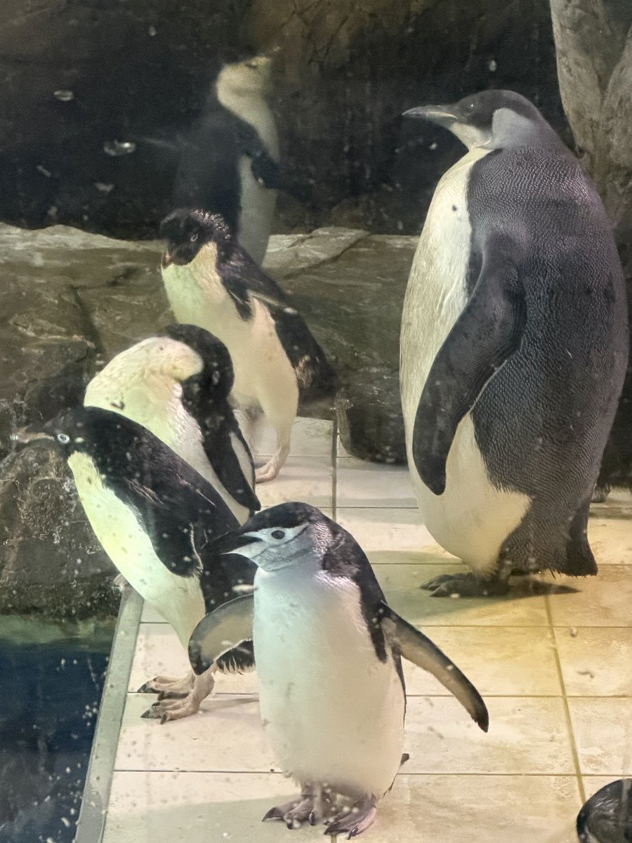 Jeannetakuya's tweet photo. 溺れないように水遊びは程々にね。

アデリーペンギン、ヒゲペンギン
小さい子たちを見守るヨヨちゃん

聖女様みたい🙏🥹

名前決まる8月31日は立ち会えないけど誕生日の9月30日近くに再び会いに行くよ👋

同じ誕生日のヨヨちゃん☺️

2026.7.10

#アドベンチャーワールド
#エンペラーペンギン https://t.co/zmw4Yc1Iry