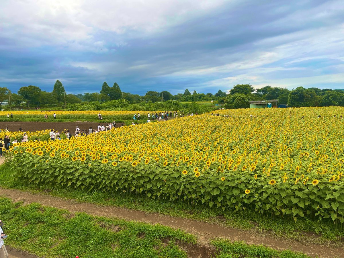 pippicshirok's tweet photo. 座間市55万本のひまわりまつり🌻´-
8月14日(金)〜8月16日(日)まで。

ひまわりのつみとりや鮎のつかみ取り、屋台もありました.ᐟ.ᐟ https://t.co/oeDnjNR2HT