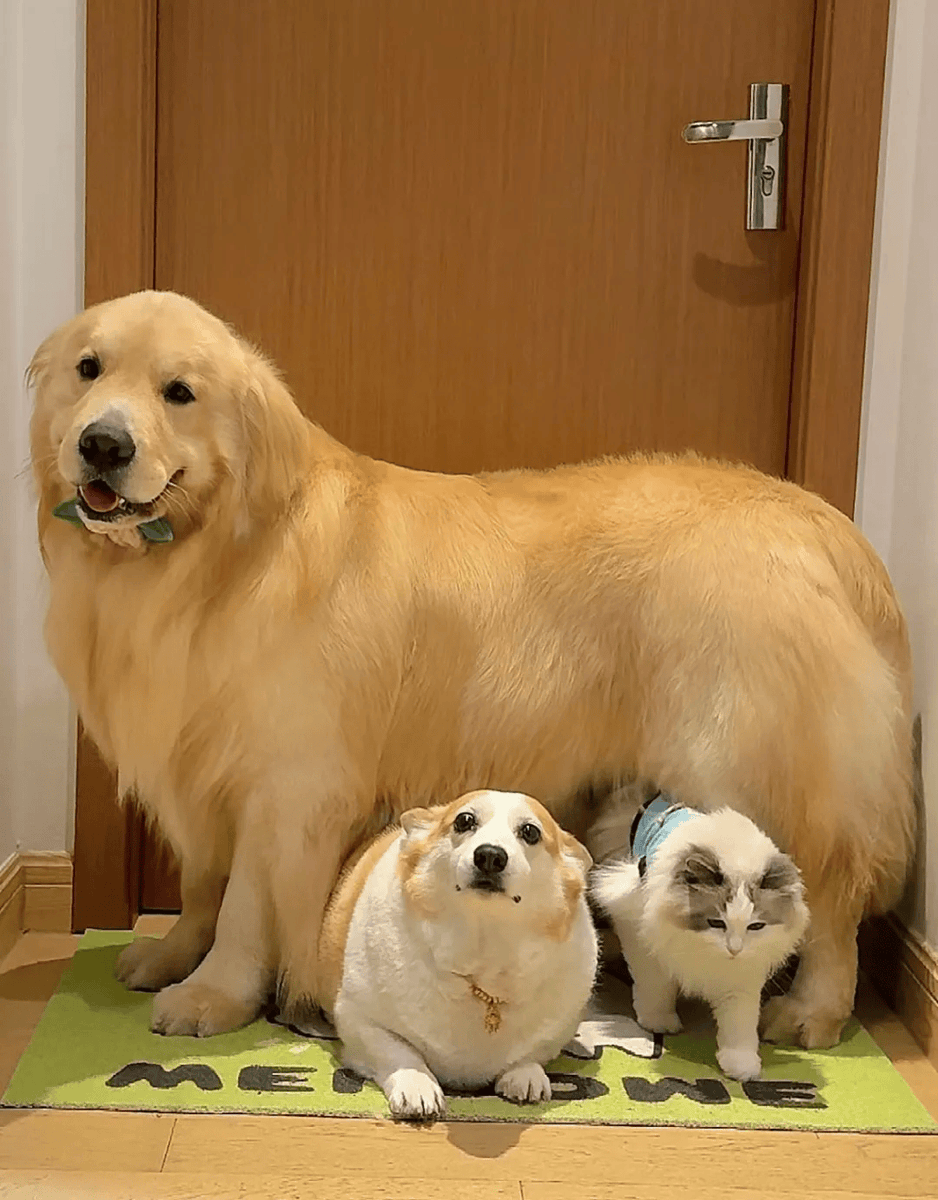 MathildeJohans1's tweet photo. [Nothing beats coming home to a tail wag and a warm cuddle.  Dog days are the best days!]， https://t.co/h2tdp9e1wV