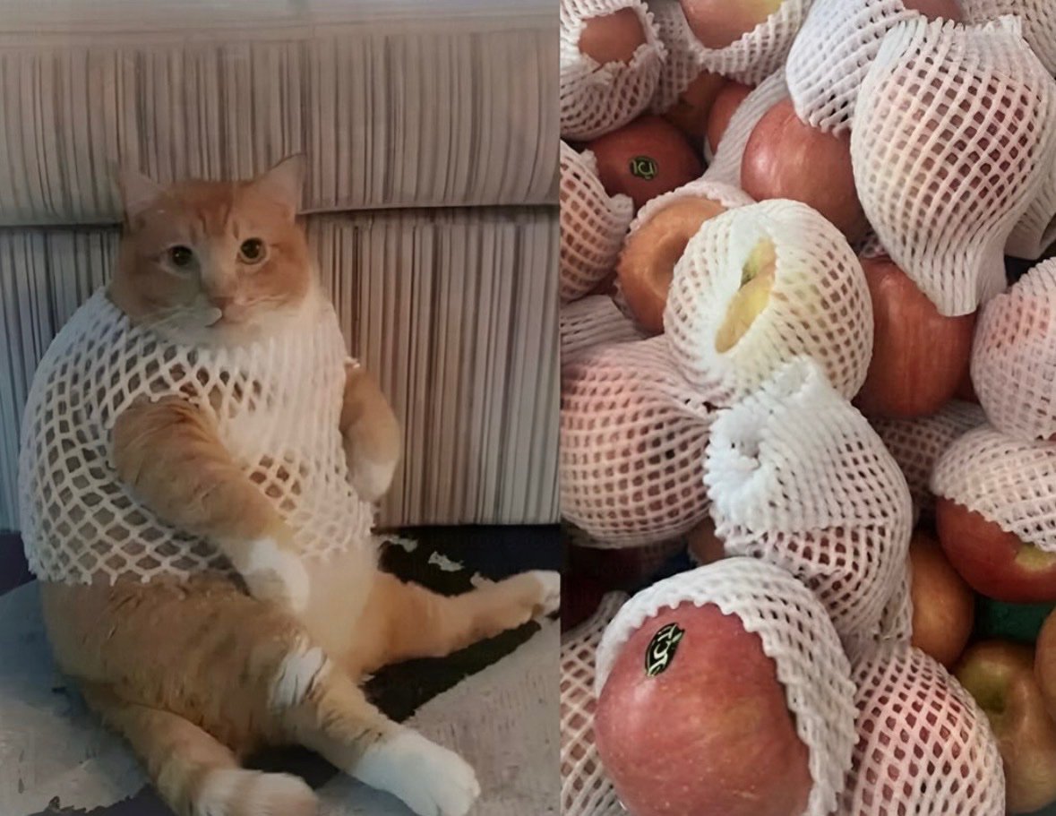 Tesacor05's tweet photo. Another cat https://t.co/5miWcx6gxe