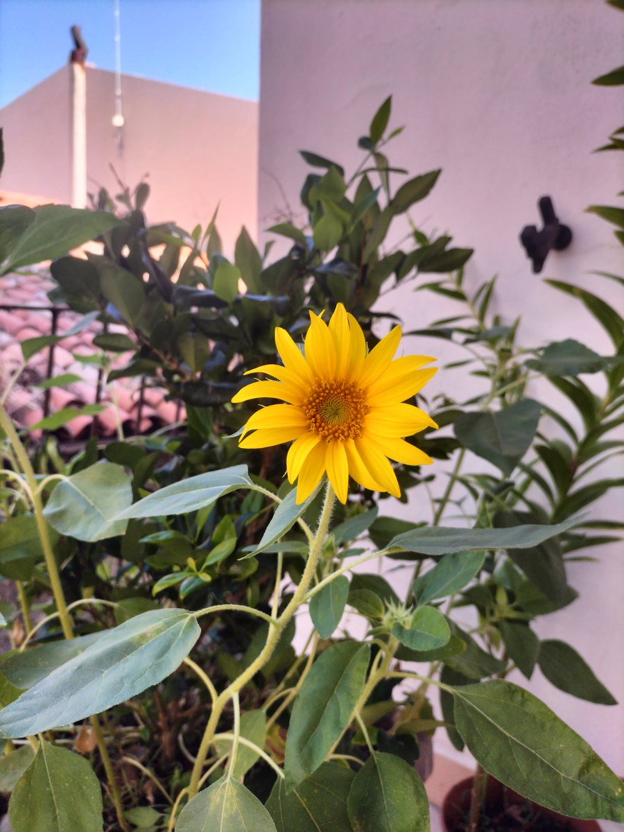 NorrisTail's tweet photo. «Portami tu la pianta che conduce dove sorgono bionde trasparenze e vapora la vita quale essenza; portami il girasole impazzito di luce.» (E. Montale). Un pensiero di luce e positività in questa giornata dell'Assunzione Buon 15 Agosto a tutti! 🌻✨#Montale #Assunzione #Ferragosto https://t.co/fl2KegDfZK