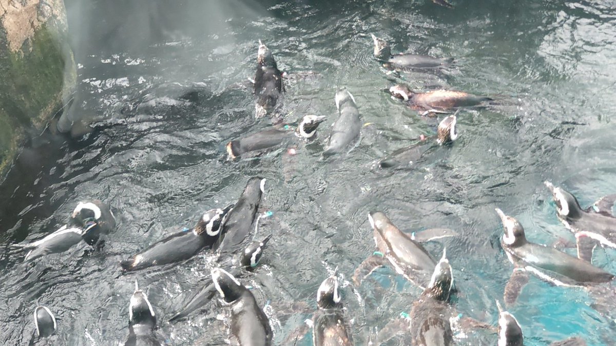 Hanayoshiko's tweet photo. 水族館行ってきた https://t.co/dqh5y6PcwJ