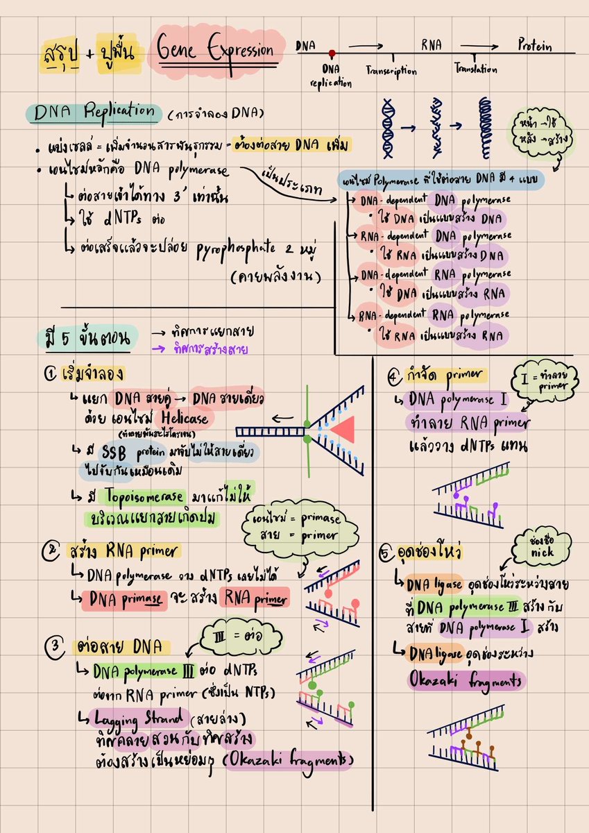 XySenseiVtuber's tweet photo. สรุป Central Dogma/Gene Expression ของชีวะพรุ่งนี้ครับ 💛

สู้ๆนะครับทุกคน ผมคอยเป็นกำลังใจให้นะ 🫶✨
#netsat https://t.co/GWMGksT6Mr