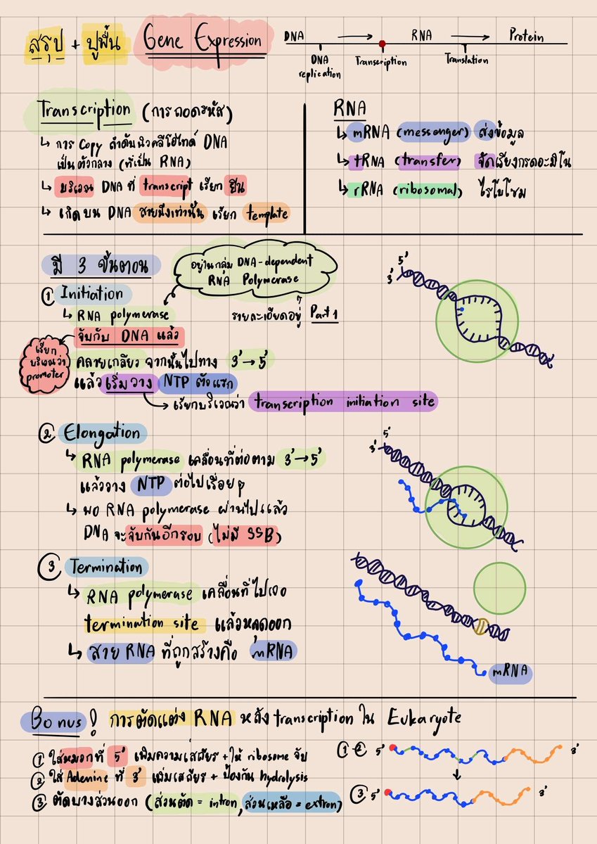 XySenseiVtuber's tweet photo. สรุป Central Dogma/Gene Expression ของชีวะพรุ่งนี้ครับ 💛

สู้ๆนะครับทุกคน ผมคอยเป็นกำลังใจให้นะ 🫶✨
#netsat https://t.co/GWMGksT6Mr
