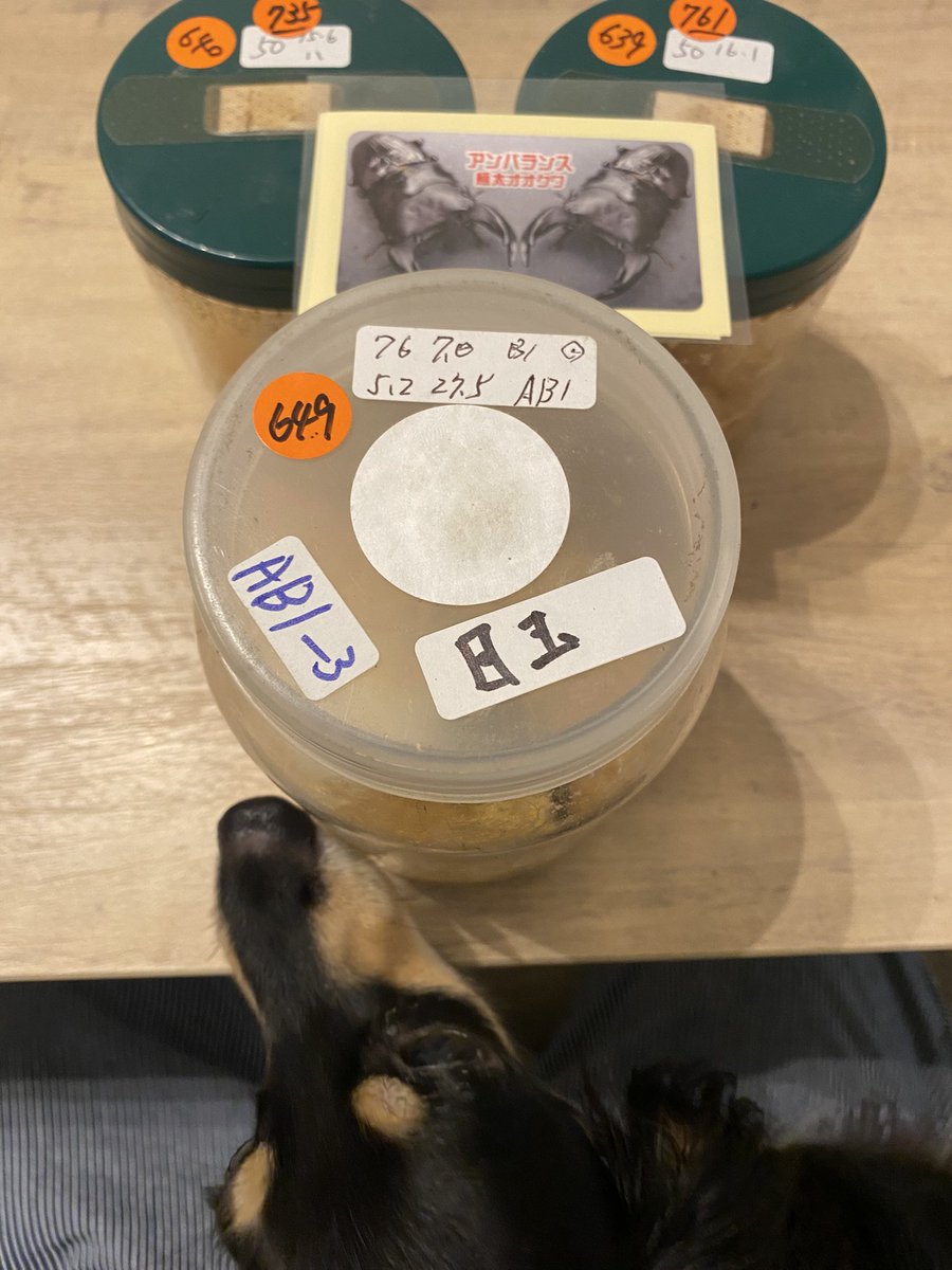 satorumatsumot1's tweet photo. 横浜KUWATA戦利品✨

アンバランス（ピューマ）1♂と2♀購入‼️
いや〜かっこいい🤩

今日は新社長とお会い出来たし、行った甲斐がありました🤗

#オオクワガタ
#アンバランス
#KUWATA https://t.co/OTTXP8VmcI