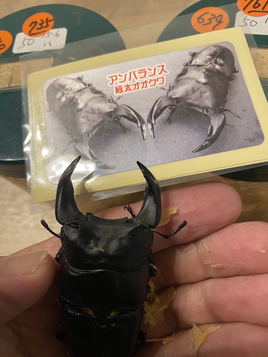 satorumatsumot1's tweet photo. 横浜KUWATA戦利品✨

アンバランス（ピューマ）1♂と2♀購入‼️
いや〜かっこいい🤩

今日は新社長とお会い出来たし、行った甲斐がありました🤗

#オオクワガタ
#アンバランス
#KUWATA https://t.co/OTTXP8VmcI