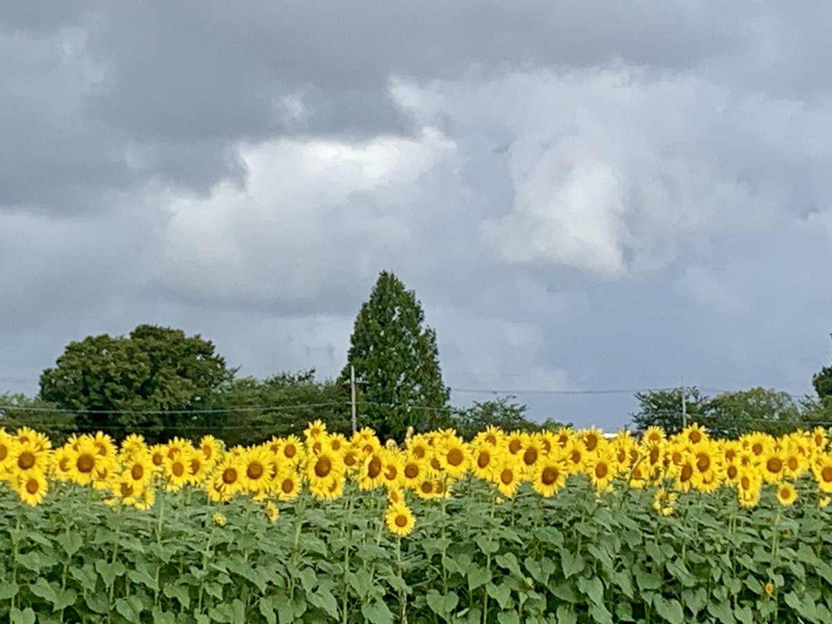 teruming_156's tweet photo. @katsuhideuekusa かっちゃん💛
今年も楽しみにしてますね♪
セトリも拝見しました
きっと素敵なレビューになる事間違いなしですね🎶
頑張ってくださいね
曇り空でしたが今年のひまわり畑です🌻 https://t.co/DbVYAG4SmF