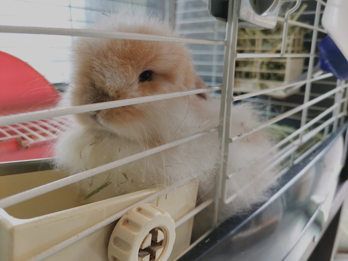 LoveRabbit1118's tweet photo. こう見えて、お昼寝中〜⋯⋯💤

おいしいもの食べる夢、見るの！

#うさぎ #LoveRabbit https://t.co/8WfD6VNBfu