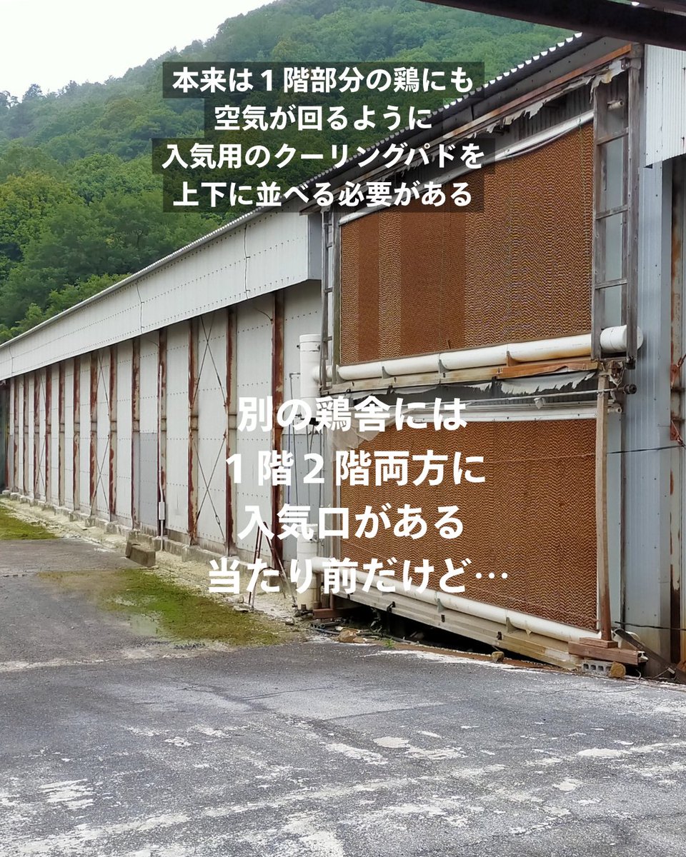 pigshavehearts's tweet photo. 一つの鶏舎の1階部分には空気を取り入れる入気口がない
2枚目の写真のように本来ならクーリングパドのついた入気口が上下ともになくてはならないが、ない。

1階の鶏たちには空気さえも満足に提供しないということだ。

社長になんでなのか聞くと、
昔は1階部分に鶏を入れず鶏糞を溜める場所として使っていたからだという。

そこに鶏を入れている。
窓どころか空気を取り入れる穴すらないのだ。

これが日本の工場畜産の考え方だ。
詰め込めば儲かる
鶏が苦しもうが死のうが関係ない
科学的にだめだと言われても詰め込んだほうが儲かるんだ
そう考えた結果の、日本の卵。

ケージ飼育の卵を買わないという選択を。
ケージ飼育された卵を使ったマヨネーズやアイスやプリンを買わないという選択を。

#アイス
#プリン
#温泉たまご
#マヨネーズ