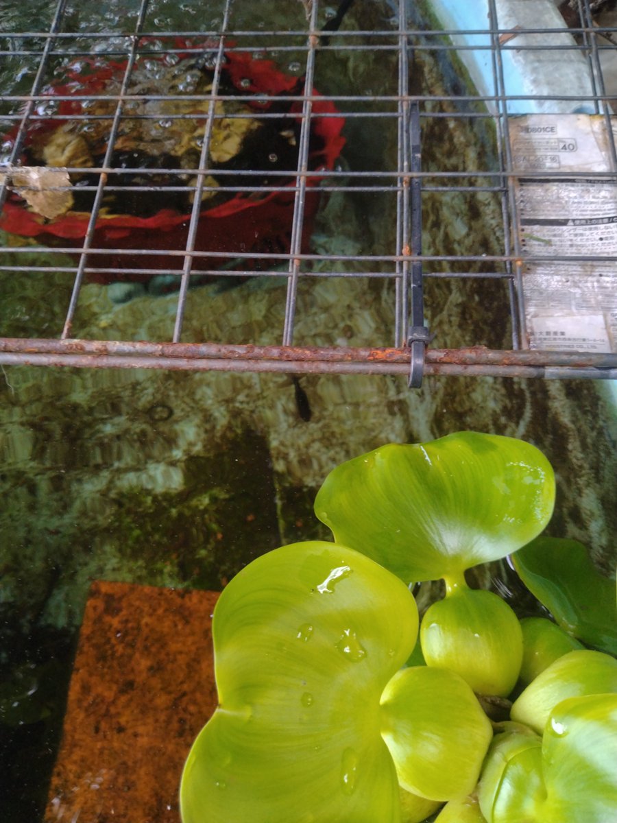 terasanta45's tweet photo. 家庭菜園の脇に、金魚を飼ってたんですが、朝晩の餌やりをしていて気が付かなかった！
黒出目金と三色出目金の水槽に黒い小さな魚が…

この二匹の稚魚と思われます！
金魚って自然に増えるんだね！👍
#黒出目金　#三色出目金　#金魚 https://t.co/APwPHTP4P1