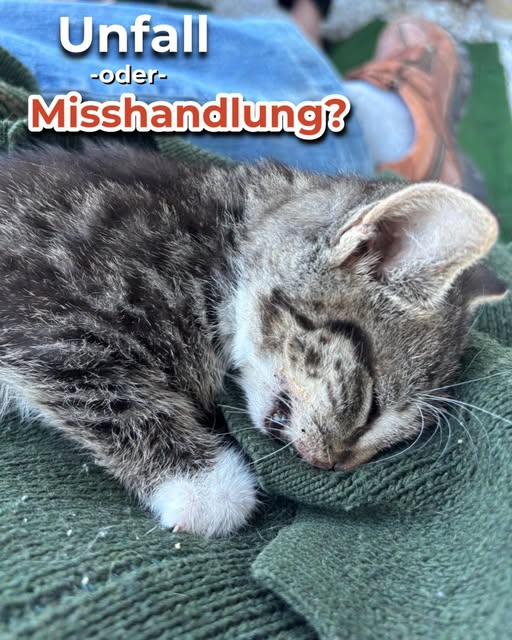 yolandaschultes's tweet photo. Neubrandenburg · Jahnviertel · Kleiststraße · 17033
Schwer verletztes Kitten gefunden.... Unfall oder Misshandlung?
Kopie Tierschutzverein Neubrandenburg
Uns blutet das Herz. Gestern Abend, gegen 18 Uhr, erreichte uns ein Anruf: In der Kleiststraße in Neubrandenburg wurde ein Kitten gefunden, das laut Angaben ununterbrochen vor Schmerzen schrie. 
Also ab ins Auto und Hackengas. Vor Ort wurde schnell klar, wie ernst die Situation ist: Das Baby befand sich in einem offensichtlich sehr schlechten Zustand.
Unsere Tierärzte haben einen Bruch des Unterkiefers diagnostiziert. Das Kleine wurde natürlich umgehend medizinisch versorgt und zur Weiterbehandlung stationär aufgenommen.
Wie es zu dieser schweren Verletzung kam, lässt sich derzeit nicht sagen. Möglich sind ein Unfall oder ein Sturz. Ebenso kann eine Misshandlung nicht ausgeschlossen werden. Dafür haben wir einmal zu viel Mist gesehen. 
Jetzt heißt es erst einmal: Schmerzen lindern, stabilisieren und hoffen, dass der kleine Spatz es schafft. 
Die Behandlung wird leider auch eine entsprechende Tierarztrechnung mit sich bringen. Wir stoßen mehr und mehr an unsere finanziellen Grenzen. Aber was sollen wir machen? Liegenlassen? Weggucken??
Wer uns bei den Kosten für das Minimuckel unterstützen möchte, kann dies gerne mit dem Stichwort „Kitten“ tun. Jeder noch so kleine Beitrag hilft uns dabei, die notwendige medizinische Versorgung zu ermöglichen. 
PayPal:
tsv-nb@web.de (Familie & Freunde)
Bankverbindung:
DE94 1505 0200 3200 0215 50
Wir danken euch von Herzen für jede Unterstützung
+49 1512 7171665
tsv-nb@web.de