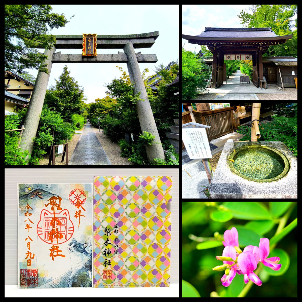 kobansou85's tweet photo. ⛩️梨木神社
(京都市上京区)
参拝😌🙏✨

御祭神  三條実萬公
                三條実美公

境内には５００株以上の
萩が植えらており
別名「萩の宮」ともいわれ
萩の名所として
知られています

萩が少しだけ咲いてました😊

猫の特別御朱印
いただきました😺❣️

 #梨木神社
 #御朱印巡り https://t.co/nkTHqhq9AZ