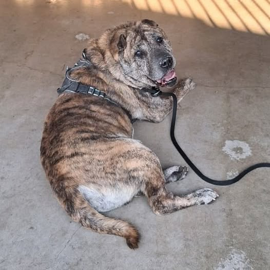 yolandaschultes's tweet photo. 50354 Hürth, Hund vor dem Tierheim angebunden
Hund ausgesetzt in 50354 Hürth bei Köln
Wer kennt diesen Hund - vermutlich ein Shar-Pei-Mix?
Der Rüde wurde heute Nacht (14.08.2026) in der Nähe des Tierheims an einen Baum gebunden.
Das Geschirr trug er bereits, dazu zwei Leinen.
Wer kann Angaben zu ihm oder dem Halter machen? Er wirkt etwas älter und wir wüssten gerne mehr über ihn (Gesundheit, Allergien, Verhalten usw.). Hinweise werden auch gerne anonym behandelt.
WhatsApps mit Hinweisen gerne an 015567025635