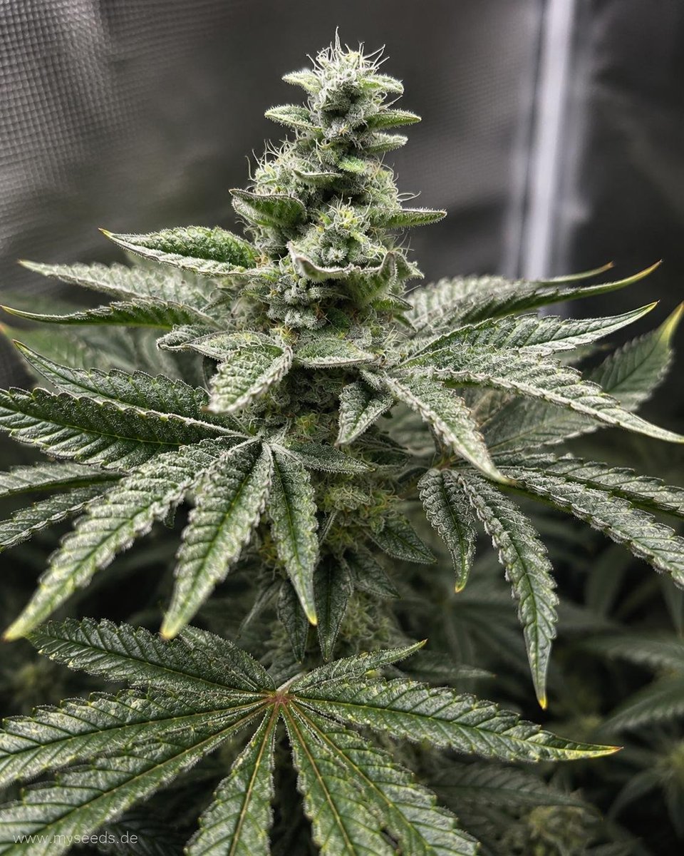 CannaCollectbk's tweet photo. The macro view only tells half the story.  
Afghan Kush Auto https://t.co/qkBlgwng1W