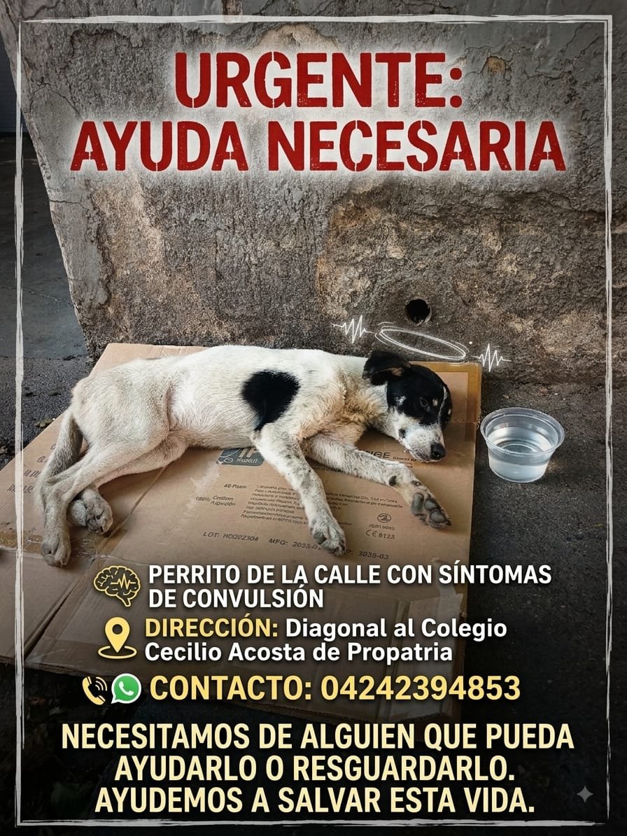 RamsesVazBlanco's tweet photo. Reenviado. Gracias.🙏🐾🐶💔😔 @SomosNevado @apoyocanino @AyudaPerroGatos @manosdlsangeles @huellasalcorazn https://t.co/3Q42aXnhEK