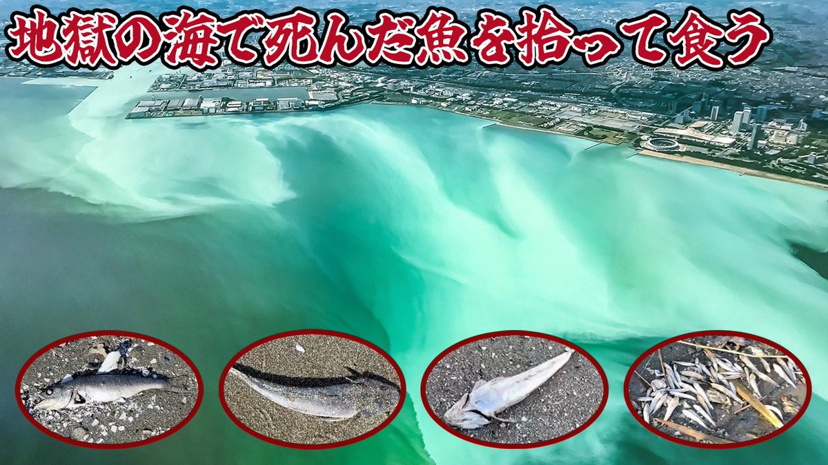 tetsuto_w's tweet photo. 【YouTube】今年も発生してしまった“死の海”青潮。猛毒ガスを含んだ海水が沿岸を覆い、すべての海洋生物が死ぬ恐ろしい現象です。全てが死に絶えるなか、なんとか食べられるものを探す野食ハンター。果たしてゲットすることはできたのでしょうか https://t.co/St8loMCcdt