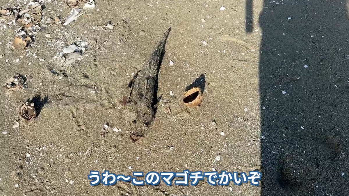 tetsuto_w's tweet photo. 【YouTube】今年も発生してしまった“死の海”青潮。猛毒ガスを含んだ海水が沿岸を覆い、すべての海洋生物が死ぬ恐ろしい現象です。全てが死に絶えるなか、なんとか食べられるものを探す野食ハンター。果たしてゲットすることはできたのでしょうか https://t.co/St8loMCcdt