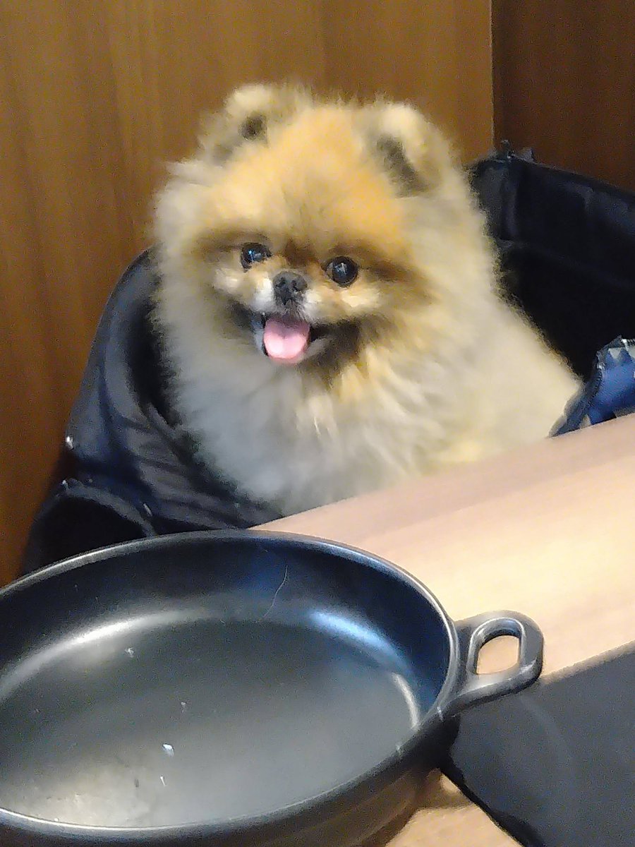 FFCAM_0616's tweet photo. ペットフレンドリーのお鍋屋さんに行きました。
何となく牢屋の中に見えそうなジョジョｗｗｗｗ
食いしん坊がいっぱいおねだりしました❤❤ https://t.co/3te0kfDj2W