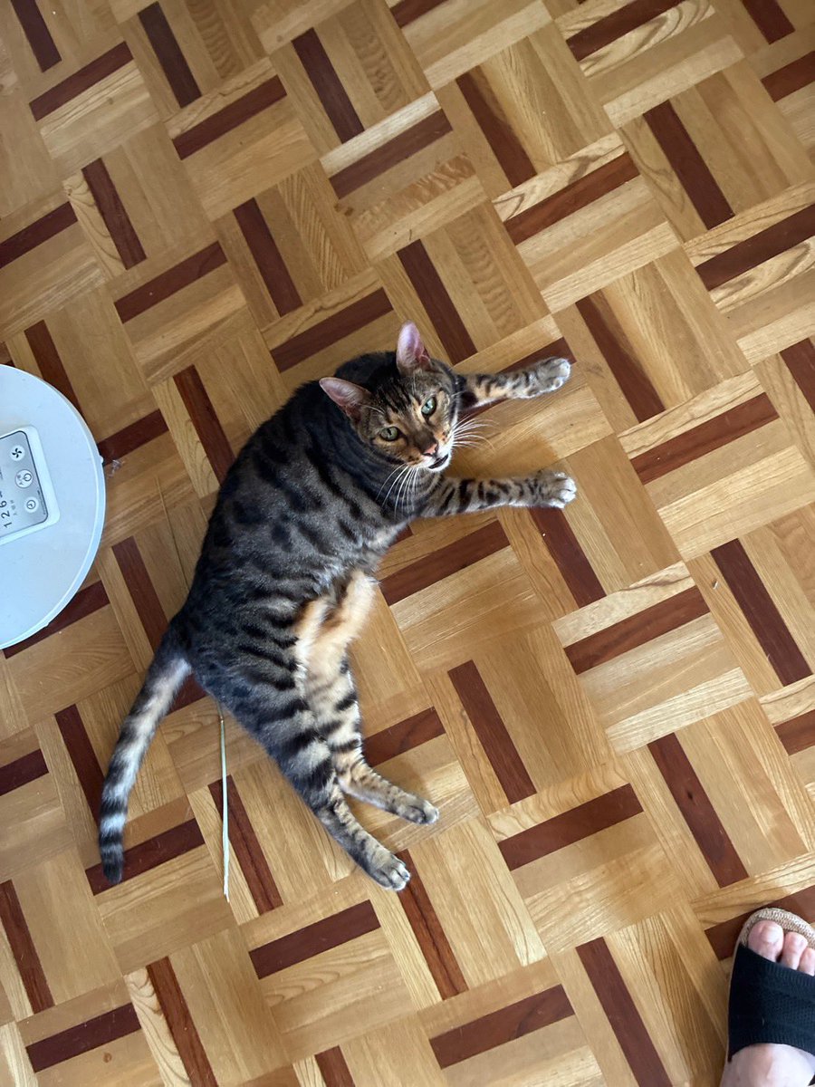 marue708's tweet photo. 【拡散希望】
縦縞の迷い猫を8月上旬に佐倉市井野周辺にて知人が保護しています。動物病院で診察、推定4〜5歳の元気な女の子。マイクロチップは無いがかなり人慣れしており「飼い猫だったのでは?」という事で、飼い主様に伝われば…とSNSへ投稿しました。気になる事がありましたらDM頂���れば幸いです🙇‍♂️ https://t.co/HYztFv8z6e