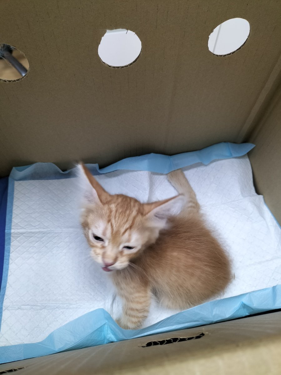 adiknfriends's tweet photo. Update Nemo. Sedih sangat, kaki belakang dia lumpuh &amp; terpaksa diseret.
Ingat patah biasa, tapi vet sahkan Nemo kena Spinal Compression (cedera saraf tunjang L7). Ekor dia pun terkulai mati saraf.
Nemo perlukan rawatan akupunktur saraf segera dan ubat ubatan,kos Rawatan RM665. https://t.co/QZtTocWGn6