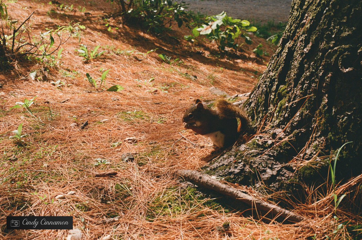 Cindy_Cinnamon's tweet photo. Cindy Cinnamon Photographie
https://t.co/kEo8jY5n4P
Pentax ME Super
Street Candy Savvy 400
 
#PentaxMESuper #StreetCandy #StreetSavvy #Pentax #AnalogMagic #GrainIsGood #Art #35mm #Squirrel #Ecureuil #AsahiPentax #ColorFilm #FilmCommunity #FlicFilm #ShootPentax #Quebec #Canada https://t.co/oUIvCll6XZ