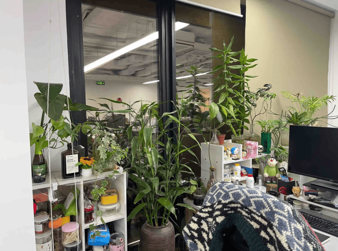 m_laniel's tweet photo. Caught checking the office plant’s leaf pattern instead of finishing that report. Plant gossip is way more important today. ， https://t.co/68QlYLkeE4