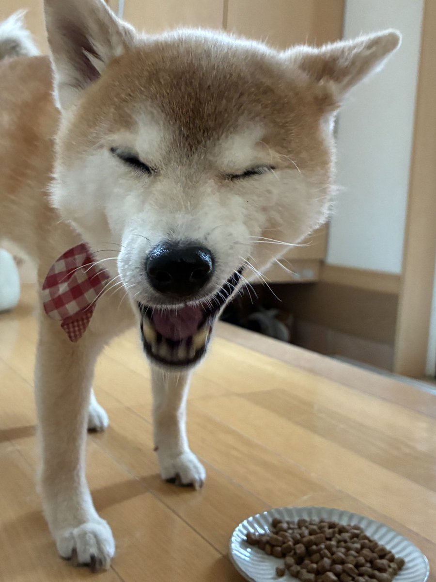 kohana_spla's tweet photo. ←父が撮った犬
母が撮った犬→
それぞれに見えてる可愛さ違うなって笑った https://t.co/2g4gusvaMK