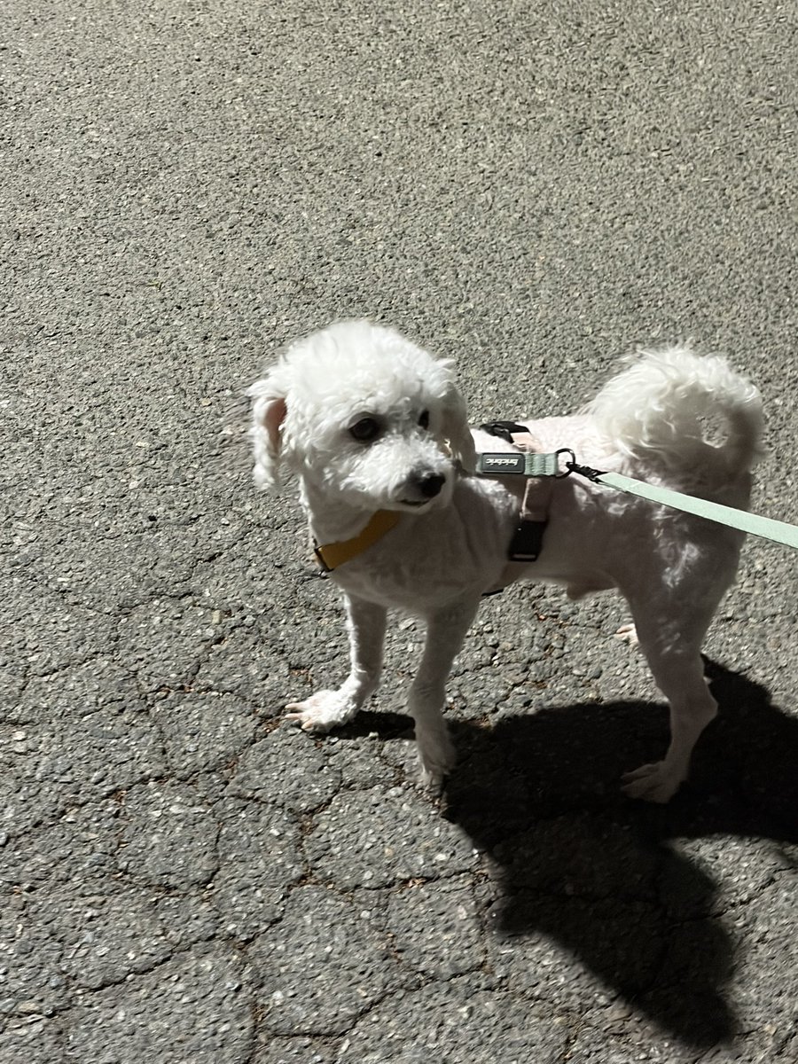 pineapplace's tweet photo. @_hayaton 안녕하세요, 번역 고맙습니다. 원본만 보고 생각했던 것보다 훨씬 귀여운 내용이에요! 저도 강아지와 매일 산책길을 합의합니다. nag님도 강아지도 날씨에 지지 않고 안전하고 행복한 매일의 산책 되길 바랍니다! 🥰 https://t.co/4lVzSsoEgY