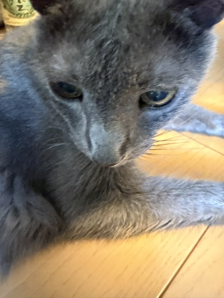 momoharuhime's tweet photo. 午後からお墓参りへ……
実家ではラルクとねこちゃんに癒されました✨
お盆だからなか？
綺麗な彩雲がみえました🌈

 #彩雲 https://t.co/ypUn1Z4Kls