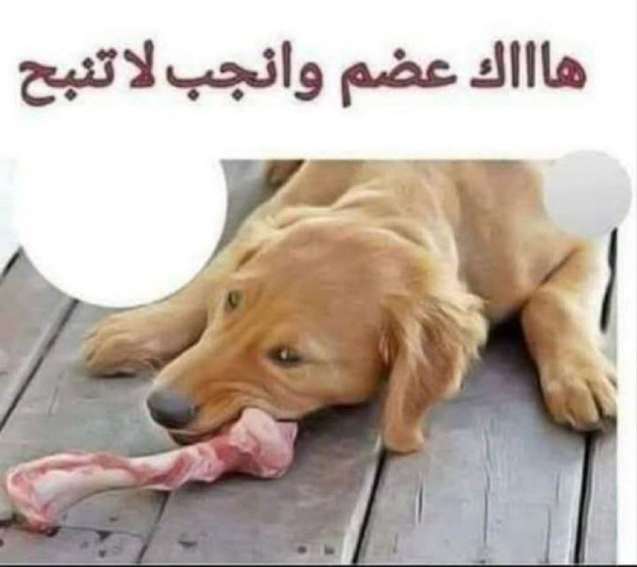 khkh1344's tweet photo. @Radwan65647 @dedman1400 https://t.co/ZmDOpcwLQW
