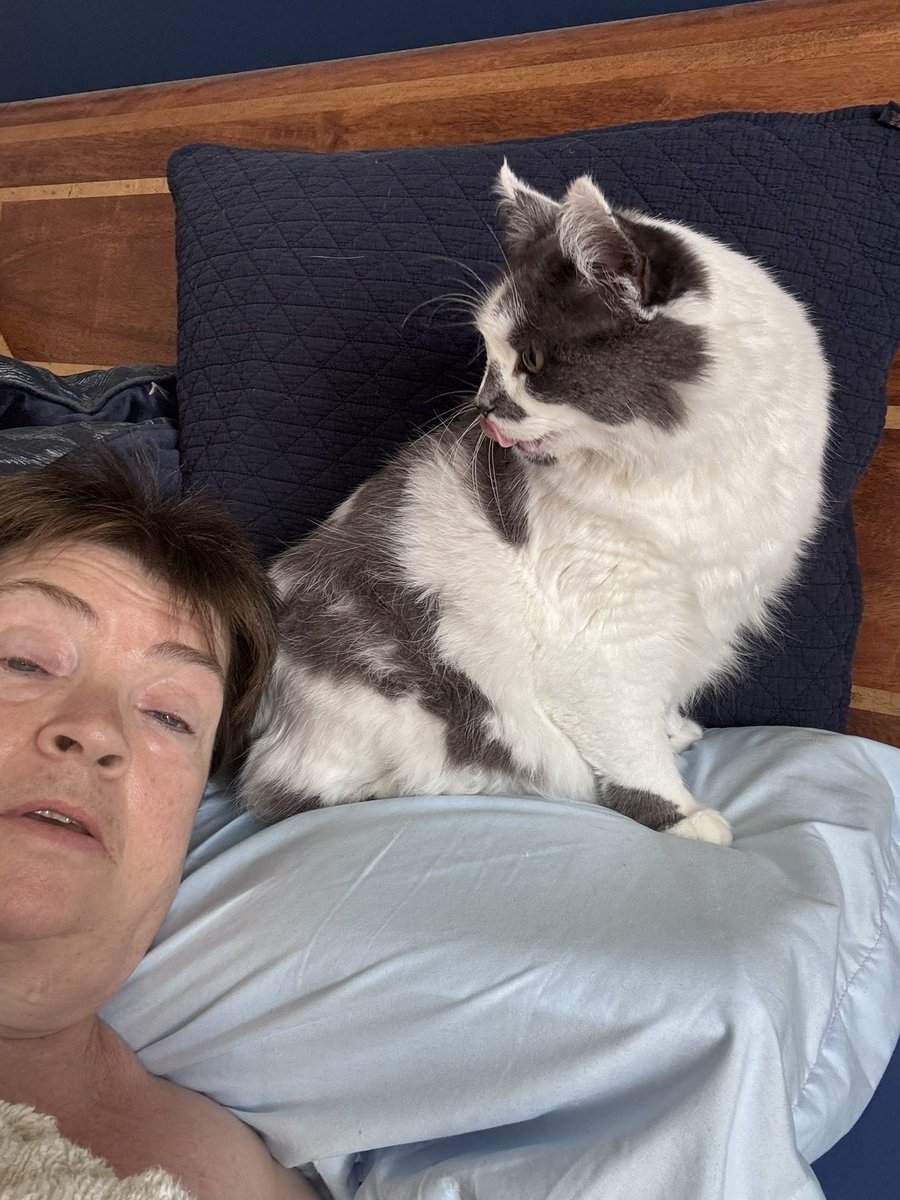 SpanielsSuper's tweet photo. Cat pawrents wear hats in every weather #NeverTooHot
Look what mum woke up to #PillowPal https://t.co/JCfEmRVZbJ