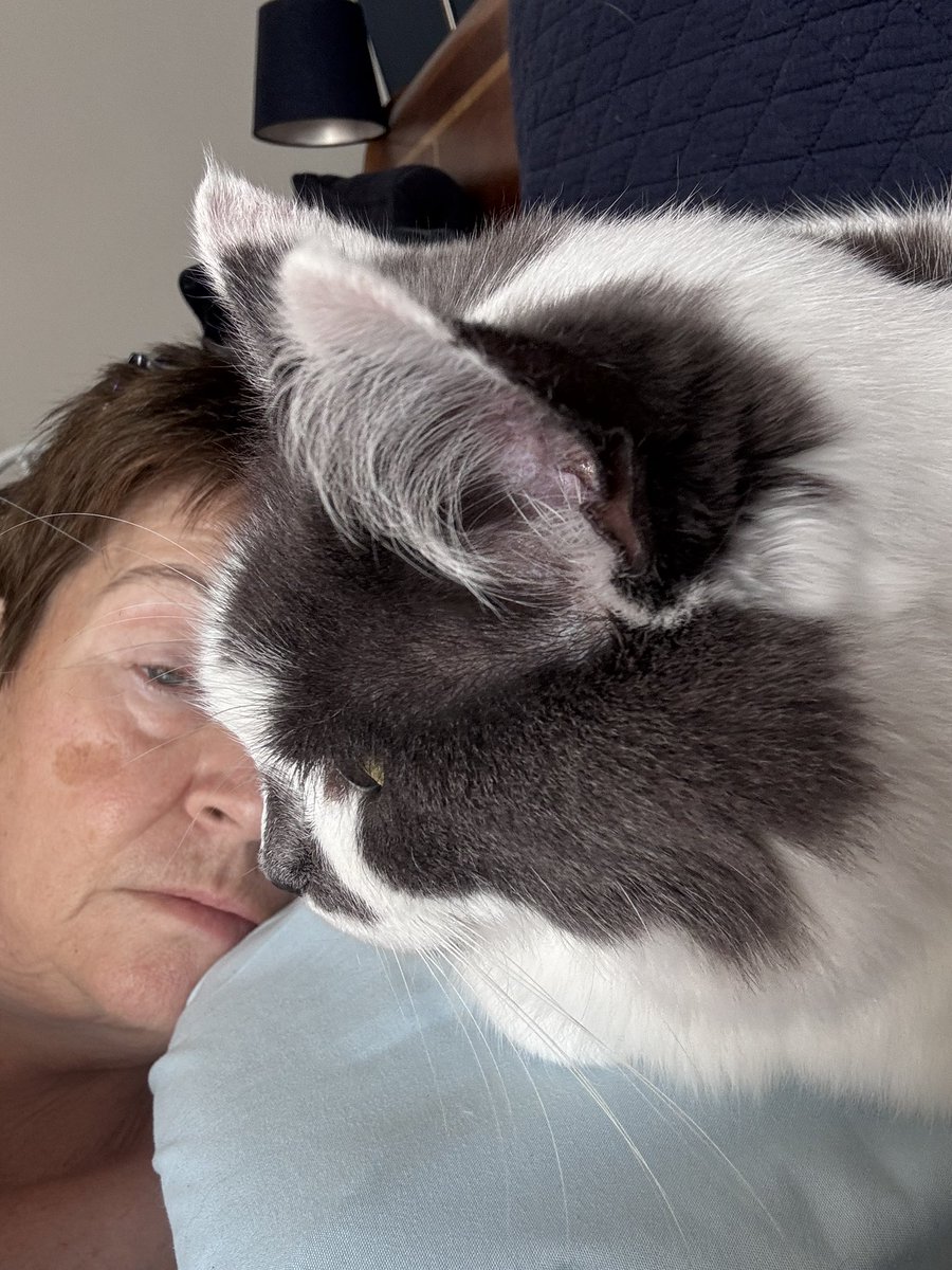 SpanielsSuper's tweet photo. Cat pawrents wear hats in every weather #NeverTooHot
Look what mum woke up to #PillowPal https://t.co/JCfEmRVZbJ