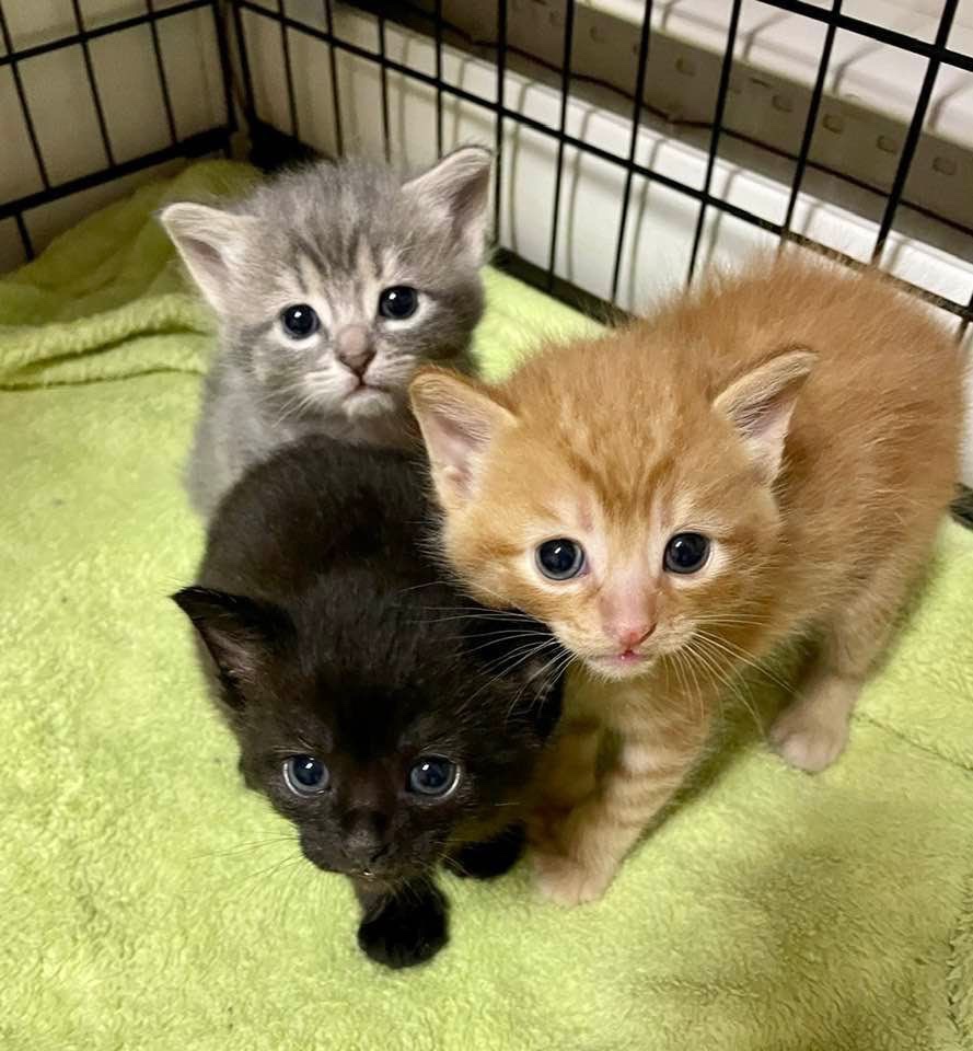 planetlordkitty's tweet photo. https://t.co/jynWDqs8N0