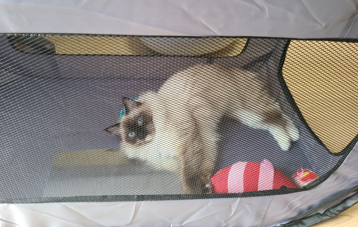 terifuriame's tweet photo. 避難用のポータブルゲージも悪くないプリンセス🐱 https://t.co/6Sh7tlJwrG