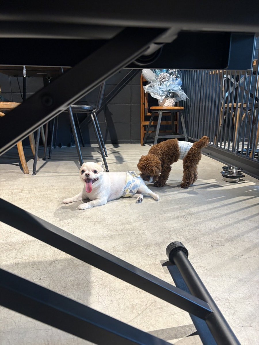 ichigenya777's tweet photo. 愛犬とUNOカフェでランチ🍽️ https://t.co/0rcx28OSmj