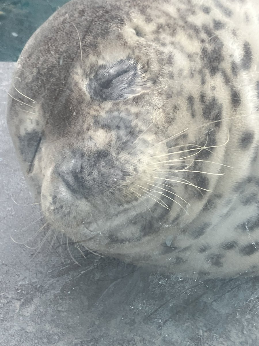 fumi0_'s tweet photo. #男鹿水族館GAO
#ターボ

一位になる夢を見ているターボ https://t.co/dV1JfkXJEo