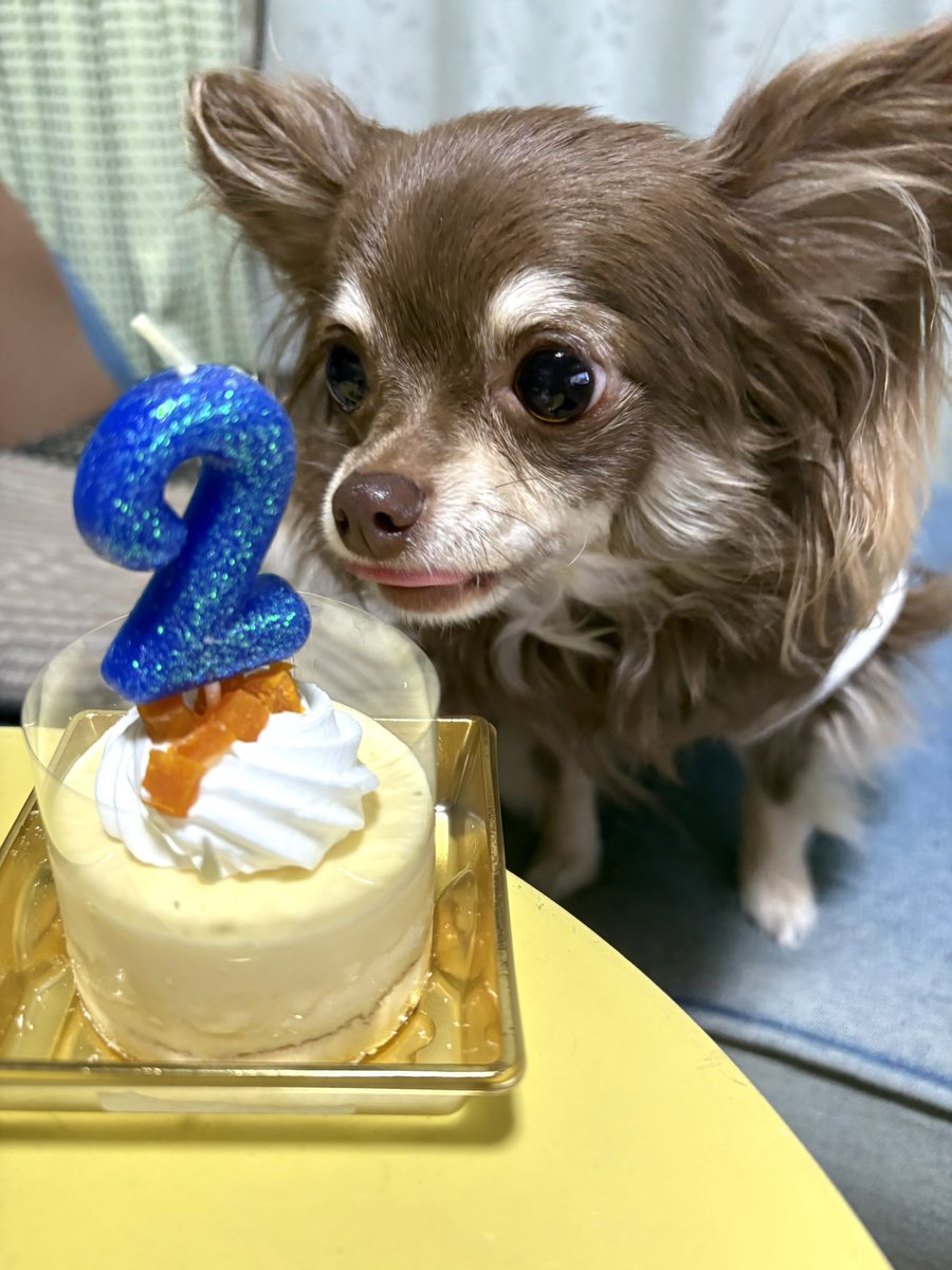0807riku1's tweet photo. 海斗2歳になりました🎊
とってもお利口さんで話を良く聞いてくれるいい子♡ https://t.co/1hDyHtCkH2