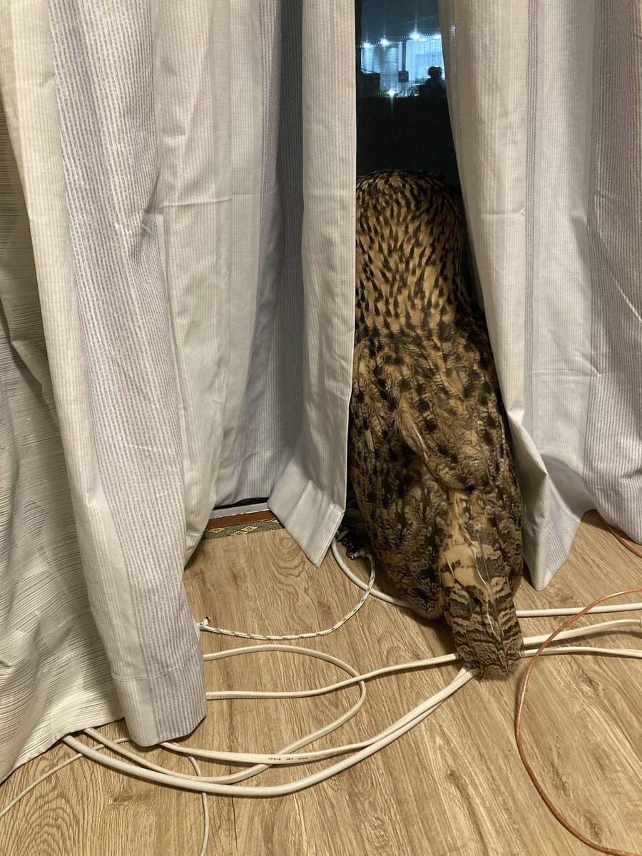a_jibomb's tweet photo. 外を眺めるとるぞうくん🦉♪
何かに興味深々なんだけど、かれこれもう、2時間🕰️ https://t.co/RbsjSaeowR