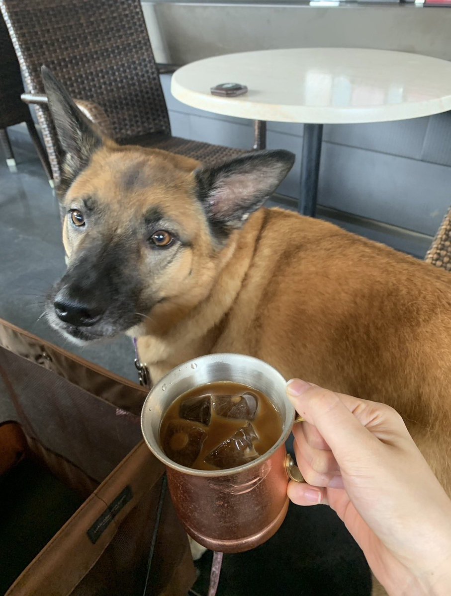spikeup_memory's tweet photo. 4年前の今日
スパイクと星乃珈琲に行ったよ
わんぱくだけどカフェでは紳士
何かないの？ https://t.co/QFHDtq6HMT