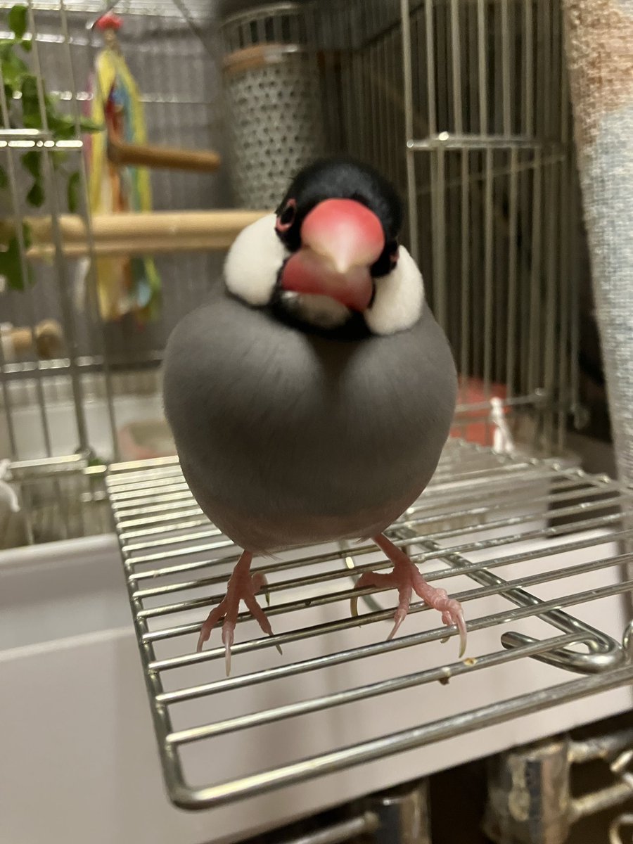 bunchodo's tweet photo. 平和な文鳥産業も次第に大東亜戦争（※）に巻き込まれ、食糧難、人手不足で皆文鳥を断念した。餌とする粟が入手できず、プルプルと死んでいった。子ども心にも悲しくて文鳥小屋が恐ろしかった。
※本文ママ
「弥富文鳥盛衰記」10頁

2度とこの状況にしたくないというのは平和を願う十分な理由になる。 https://t.co/iRPqArySAK
