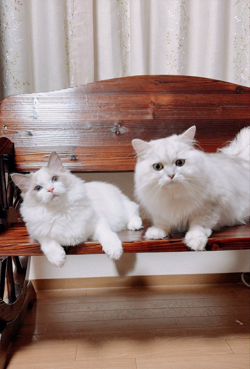 nekomarutt's tweet photo. せっかくオシャレなベンチなのに2人ともヤンキー過ぎるの草😭 https://t.co/E1B7nCcm2m