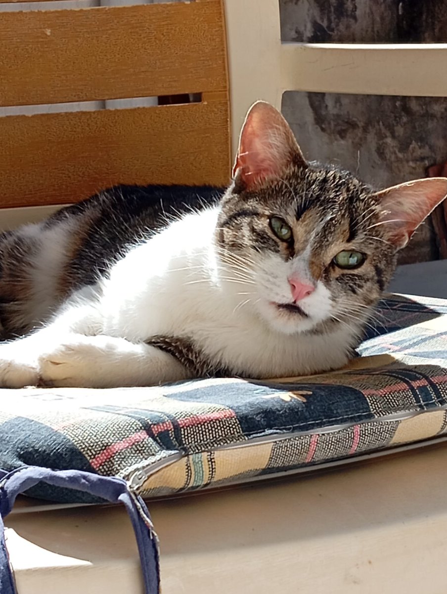 AcofalX's tweet photo. Hola, soy Keyla 🐾
Tengo un añito y cuatro meses.
Soy super cariñosa ♥️ curiosa, mimosa y juguetona. Me encanta jugar a esconderme, busco un hogar

Keyla está esterilizada, tiene chip y pasaporte, y todas las vacunas y desparasitaciones al día.

María 640 34 81 18 https://t.co/ooNIIoENtO