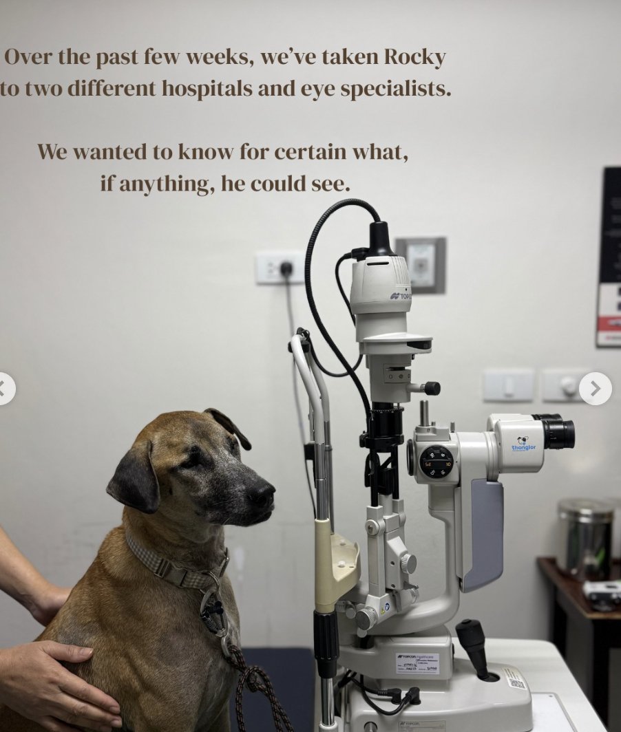 NiallHarbison's tweet photo. He has been a very good boy getting his tests... (2/7) https://t.co/gOJOhmi3fi