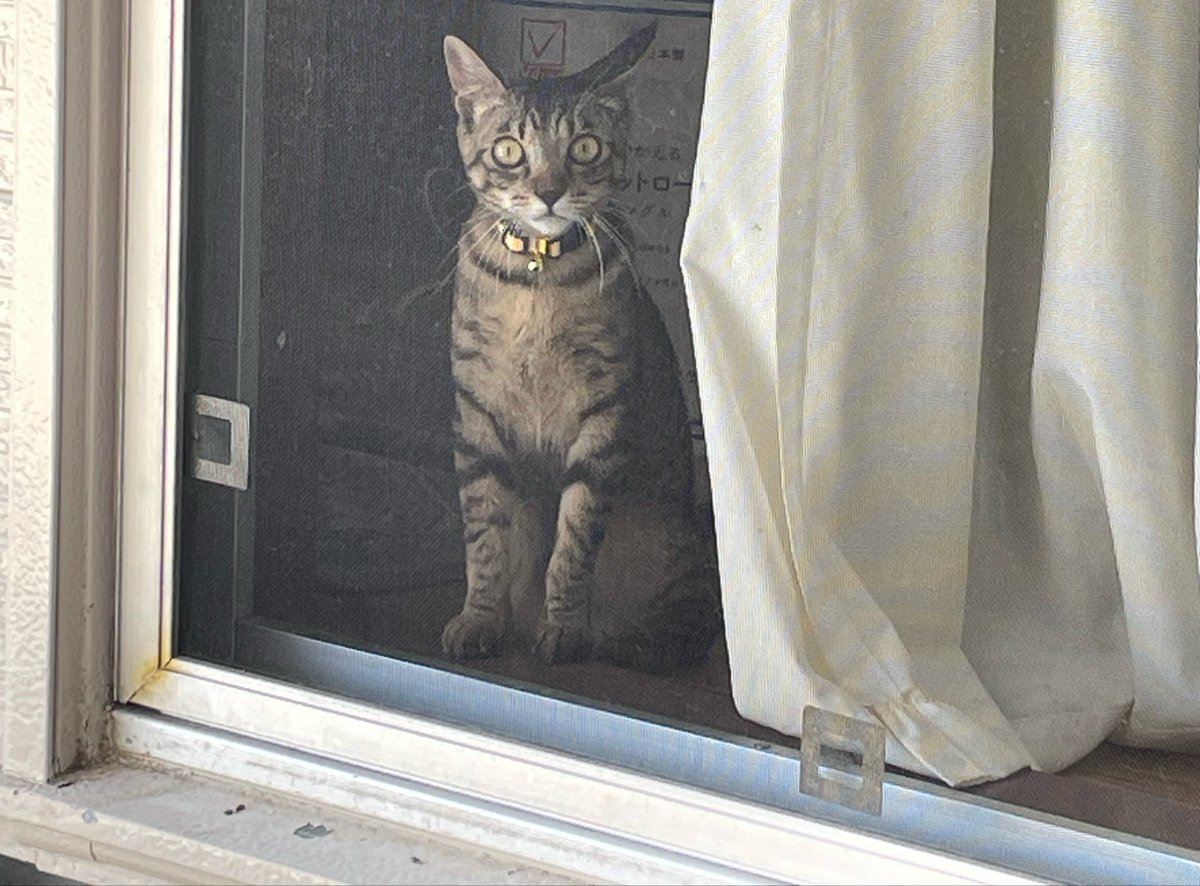 Guren44510's tweet photo. 2026年8月15日に
飼い猫が家から脱走してしまい
未だに帰ってきません。
見かけた方、保護してくださった方
連絡お願いします。
名前→いちご
性別→女の子(避妊済み)
特徴→おしりにハートの様な黒い模様があります。
シッポは長くて首輪は黄色と白の縞模様で小さな鈴がついてます。
年齢は1歳未満です。
好奇心旺盛ですが人見知りします。
#迷子猫
#広島県
#安芸郡