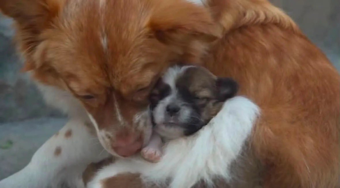 BBBB7choa's tweet photo. 笑ってるよね、楽しそうだよね、悲しそうだよね？愛も持ってるよね？
たかが犬なんて、見てもわかんないなら、お前らこそが目いらないよな。脳みそも終わってるし、傷つける手と足、身体いらないよね。絶対に許さない。諦めない。
#JusticeForWangwang旺旺ちゃん子供たちと安らかに https://t.co/omVNZVKQyt