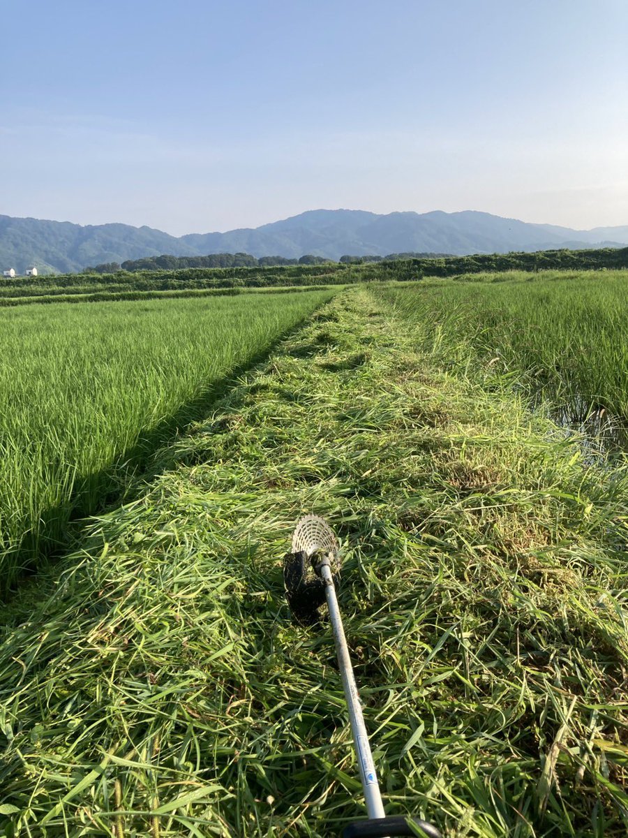 ujichagang's tweet photo. 初めての田植えから早2ヶ月。
農薬や化学肥料を使ってないけど
ここまでなんとかなった。 https://t.co/cONrJlCHcv